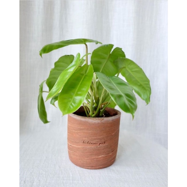 tanaman hias philodendron burlemax hijau. kabel busi kw