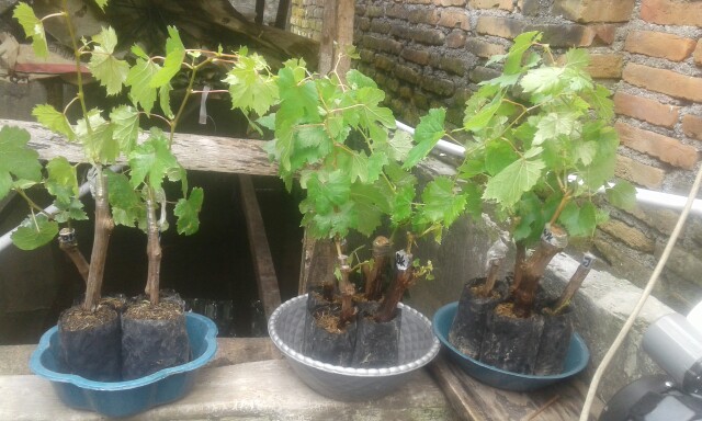 Bibit Anggur Import Wink Grafting