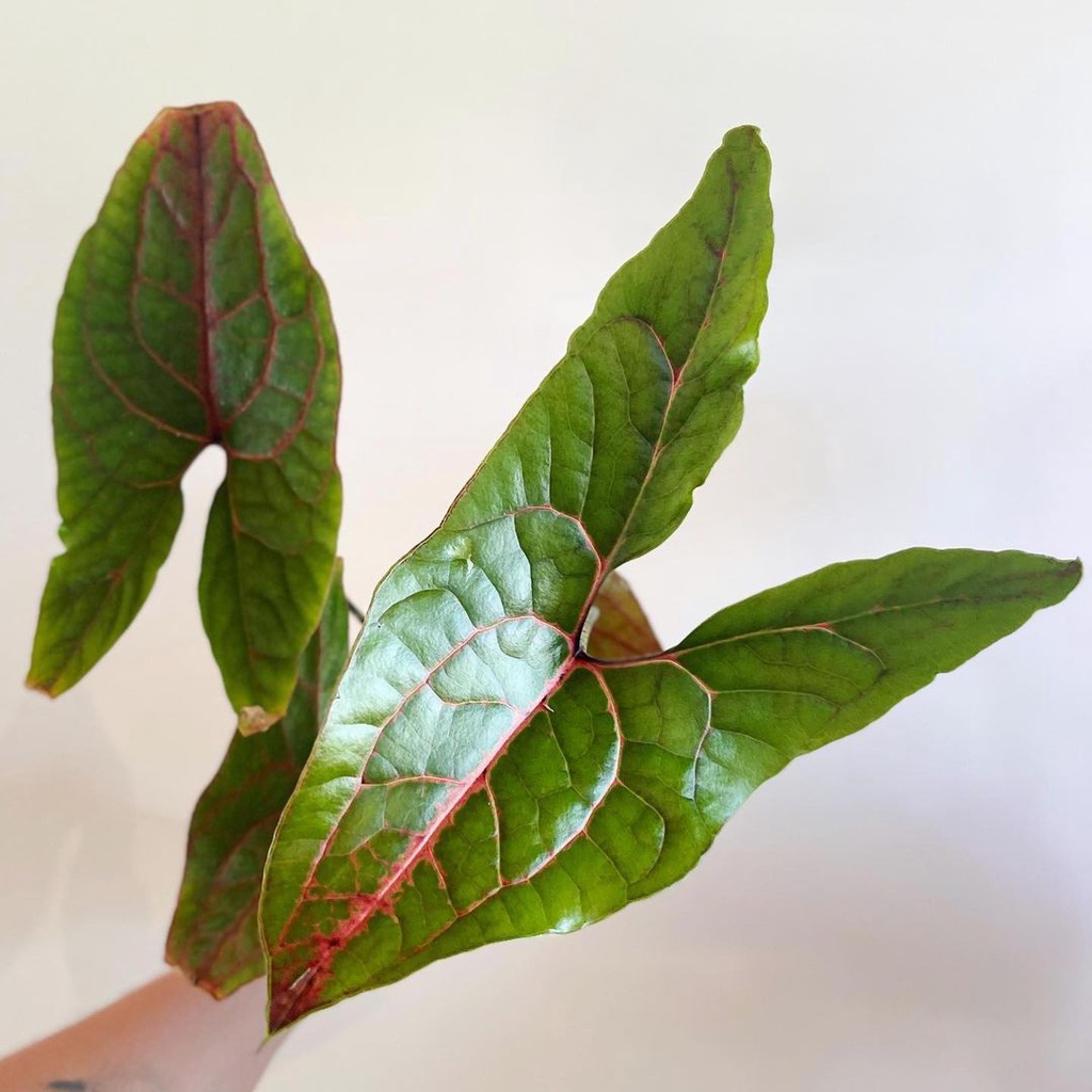 Tanaman bunga cyrtosperma Johnstonii / keladi Black jack