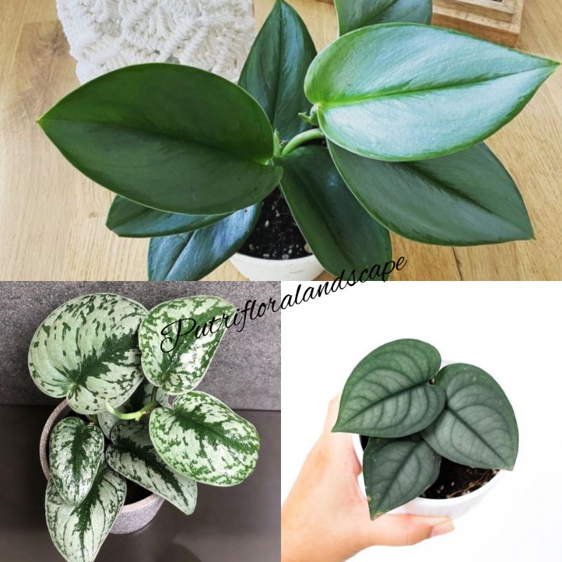 [BISA COD] paket 3 tanaman scindapsus - tanaman - scindapsus