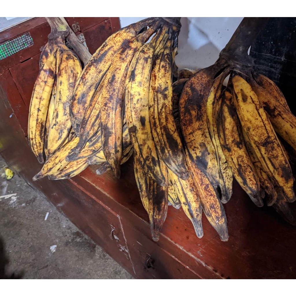 

pisang tanduk 3 pcs