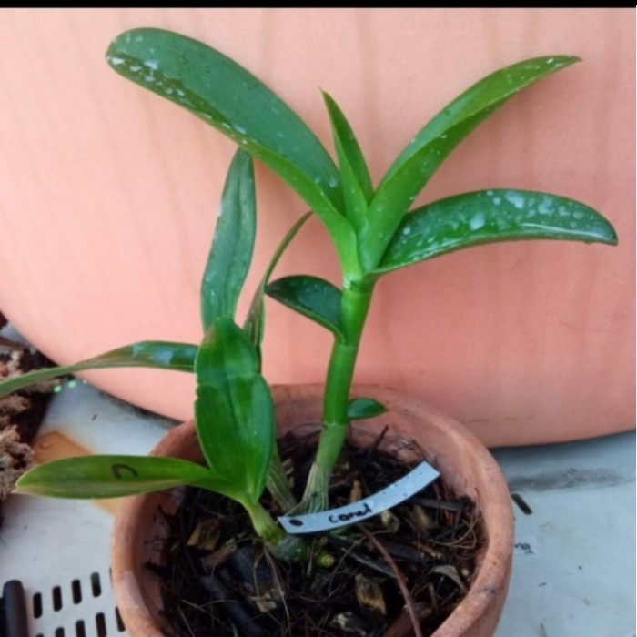 Seedling atau dewasa Anggrek Vanda Hybrid Murah