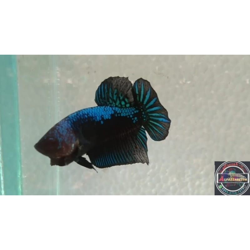 CUPANG HIAS AVATAR GORDON