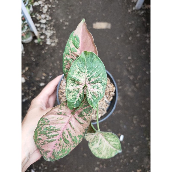 syngonium pink flacked