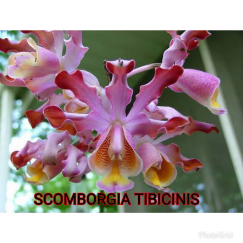 Anggrek scomborgia