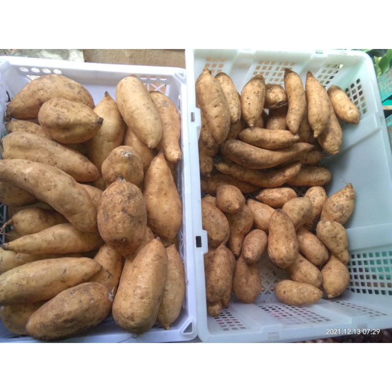 

ubi madu cilembu