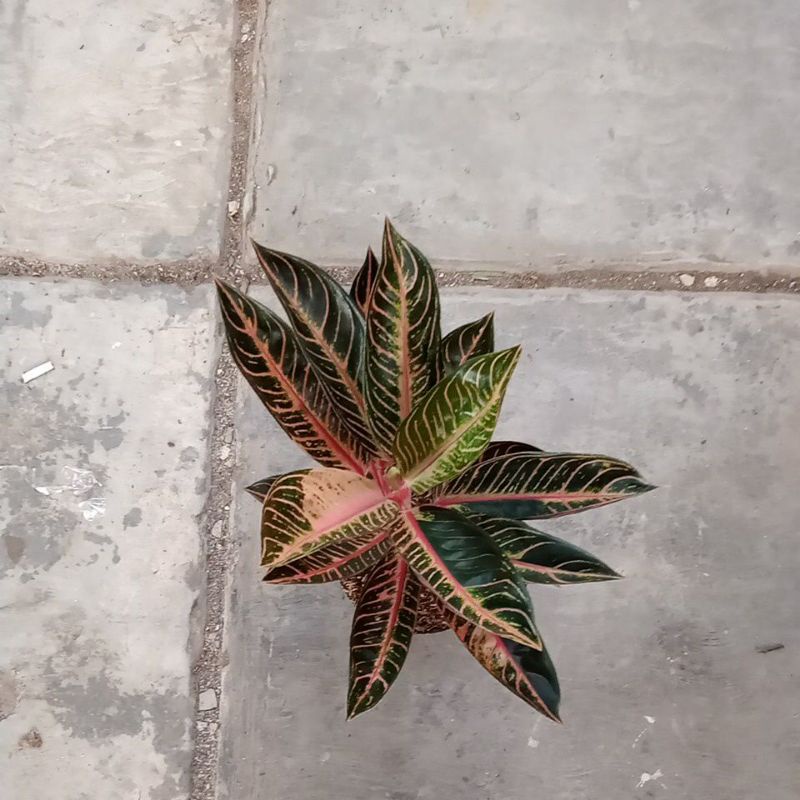 aglonema pride of sumatra