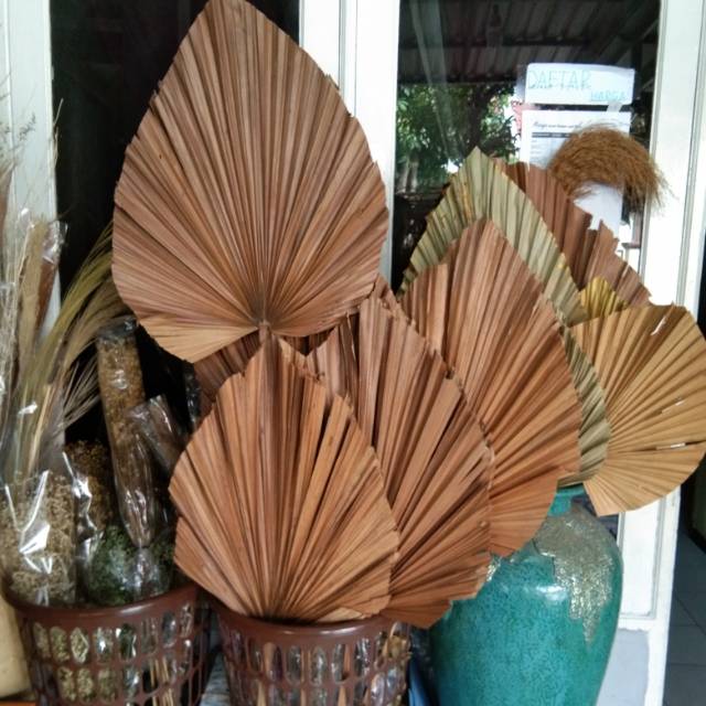  PALEM  KIPAS  COKLAT uk 40x55 DAUN  Palem  Kering Shopee 