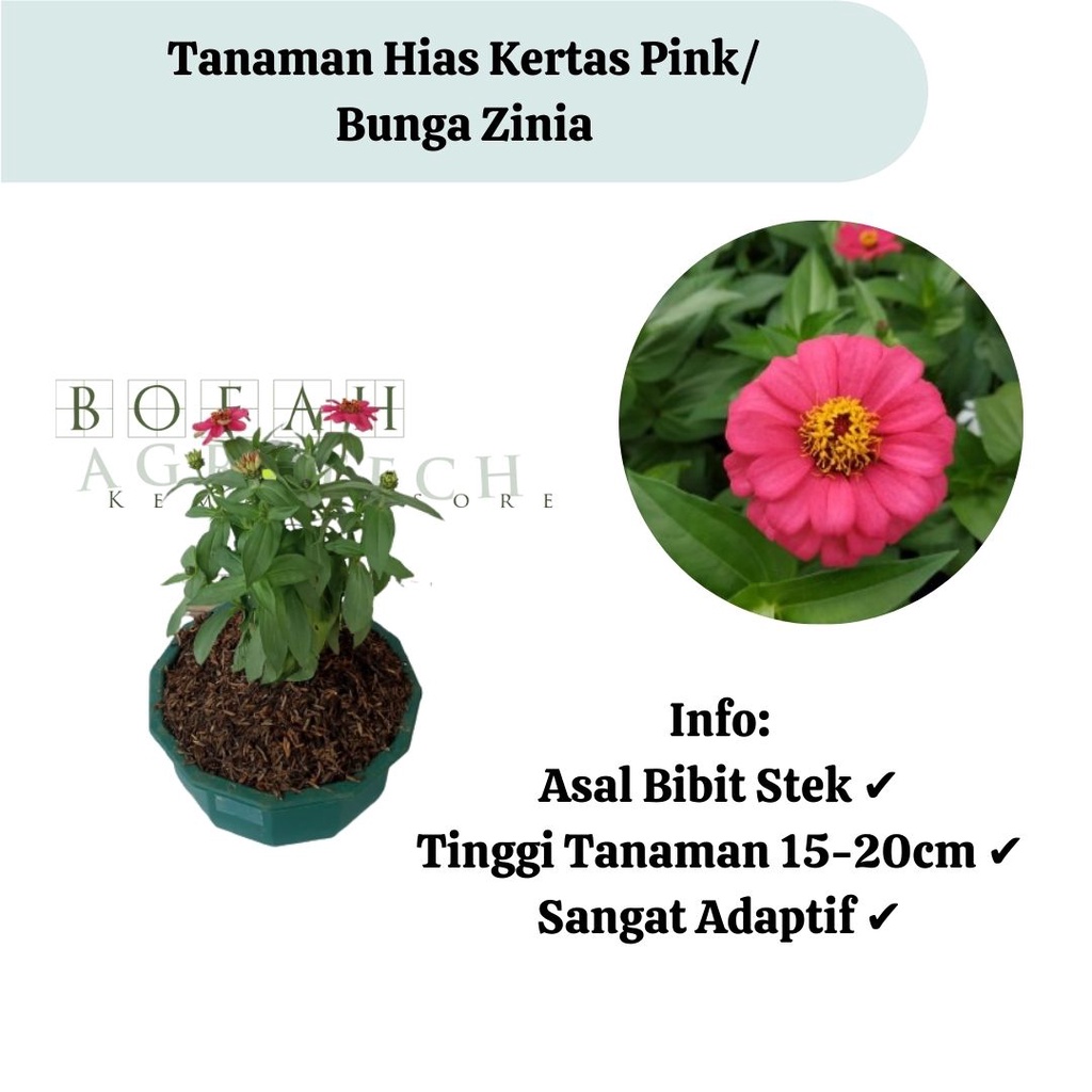 Bibit Bunga Kertas Warna Pink Cantik/ Bunga ZiniaPink Cantik