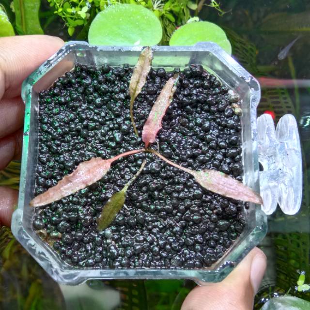 Cryptocoryne SP pink flamingo anti oon