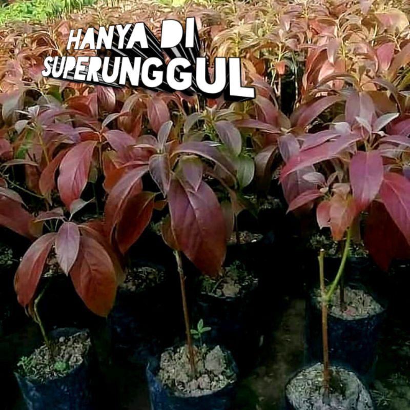 Bibit Alpukat Red Vietnam Superunggul