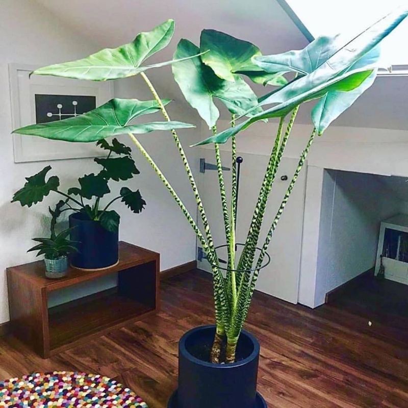 PROMO  (Buy 1 Get 1) TANAMAN HIAS ALOCASIA ZEBRINA