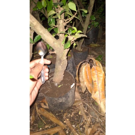 Bahan Bonsai Sianci Kecut/Cherry Barbados