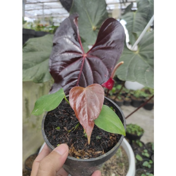 Tanaman Hias Anthurium Modeanum