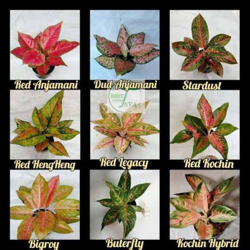 promo paket 8 aglonema cantik bonggol