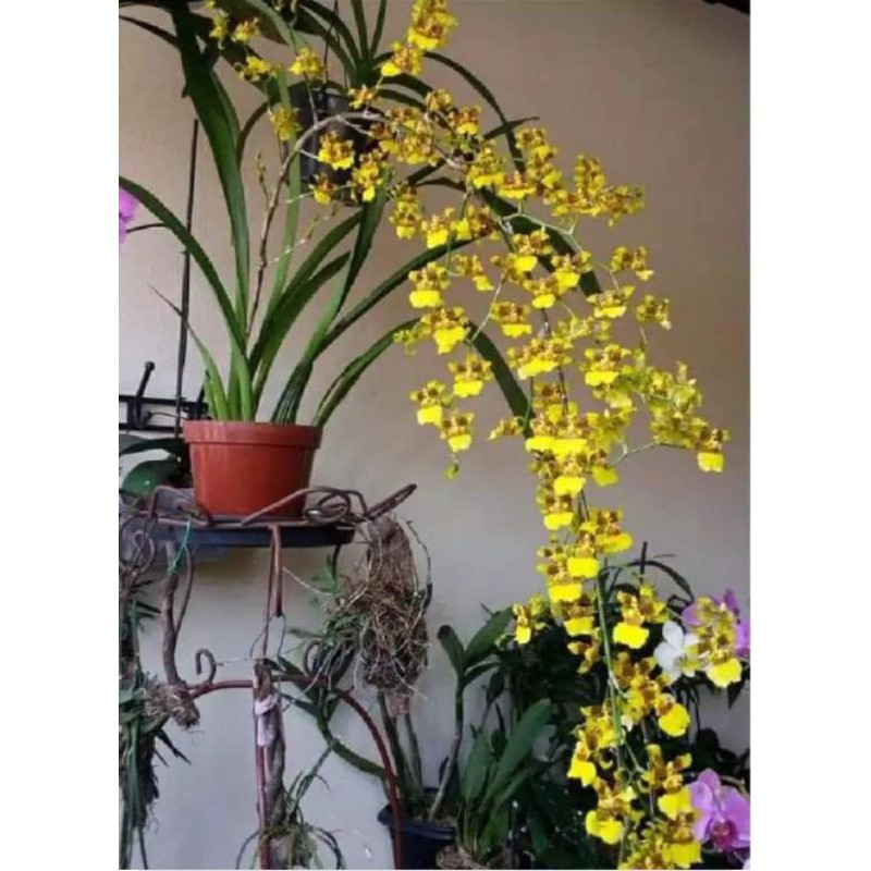 Anggrek Oncidium americana