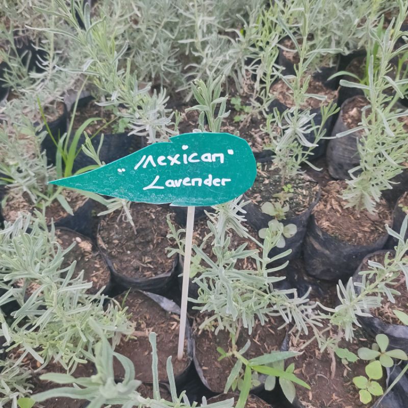 tanamqn hias▪️mexican lavender