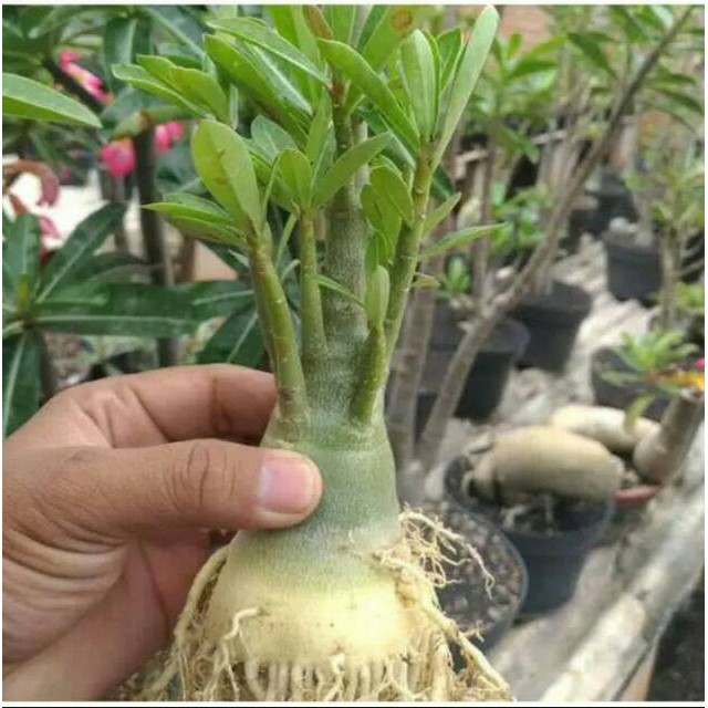 Bibit Tanaman bunga adenium cabang seribu bahan bonsai bonggol besar