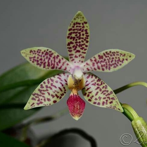 Anggrek Phalaenopsis Equitrana (Equestris x Sumatrana)