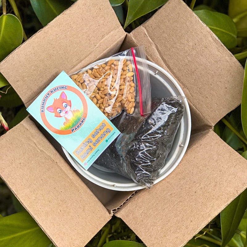 PAKET TANAM LENGKAP RUMPUT GANDUM KUCING