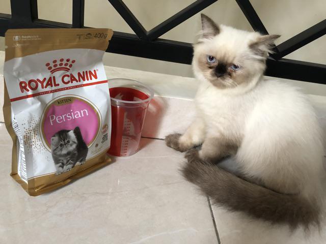 Anak Canin Makanan Royal Kucing