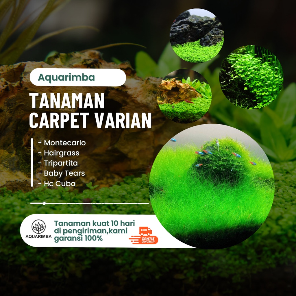 Tanaman Carpet Aquascape - Monte Carlo Hairgrass - Tumbuhan Air Hidup Hiasan Dekorasi Rumpu Aquarium