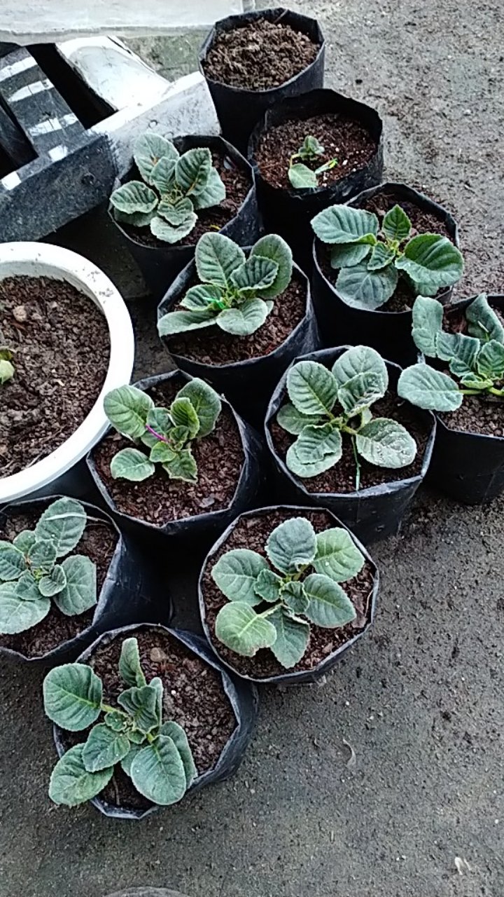 Tanaman Hias - Bunga Gloxinia - Warna Random