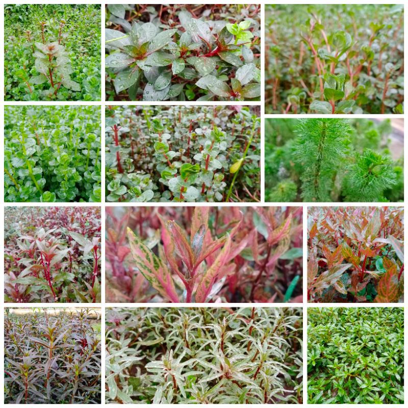 Jual Paket Tanaman Aquascape Batang Mix Paket Tanaman Aquascape