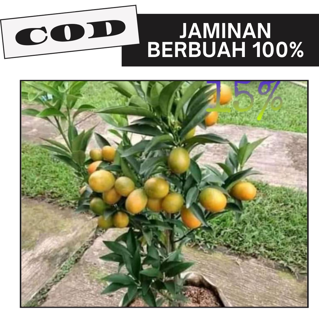 Bibit Buah Jeruk Nagami Sudah Berbuah/Bibit Jeruk  Nagami Berbuah Okulasi/Tanaman Bibit Jeruk Nagami