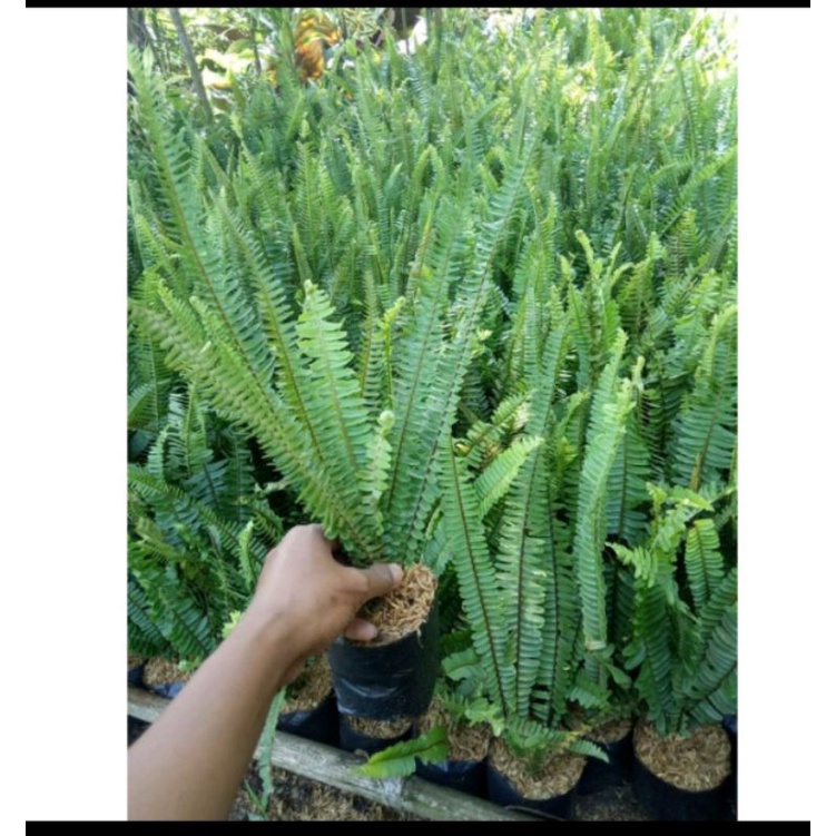 tanaman hias pakis/pakis hias tanaman indoor/outdoor