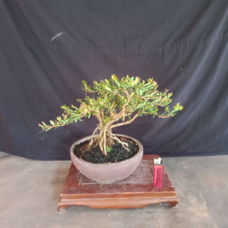 bonsai jadi sudah indah dipandang..cendrawasih/Bonsai cendrawasih