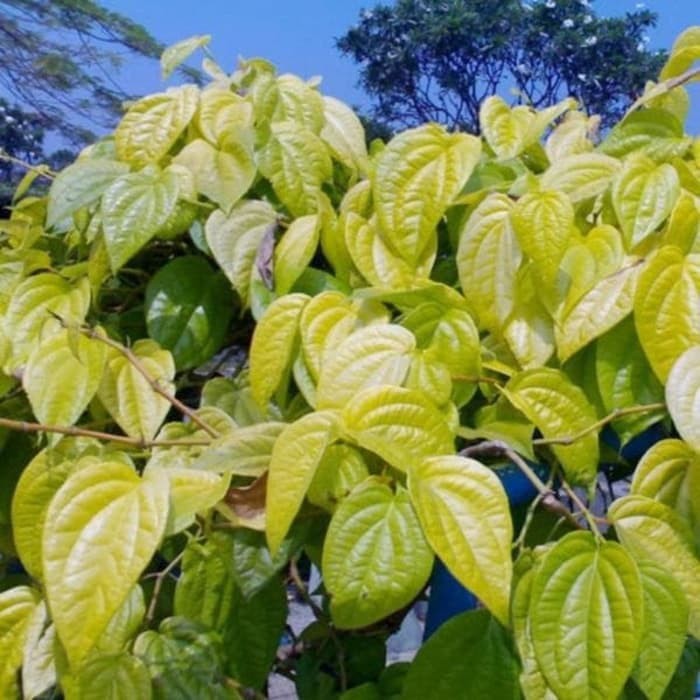 Daun Sirih Kuning Herbal Bahan Jamu Kesehatan