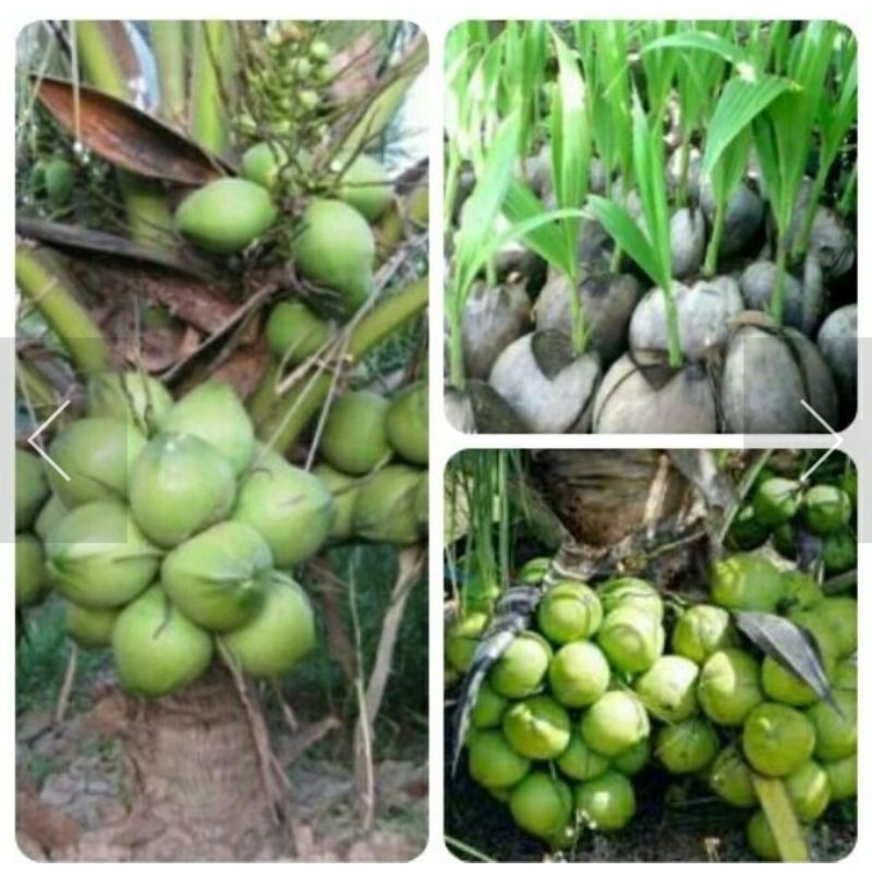 

bibit kelapa genjah
