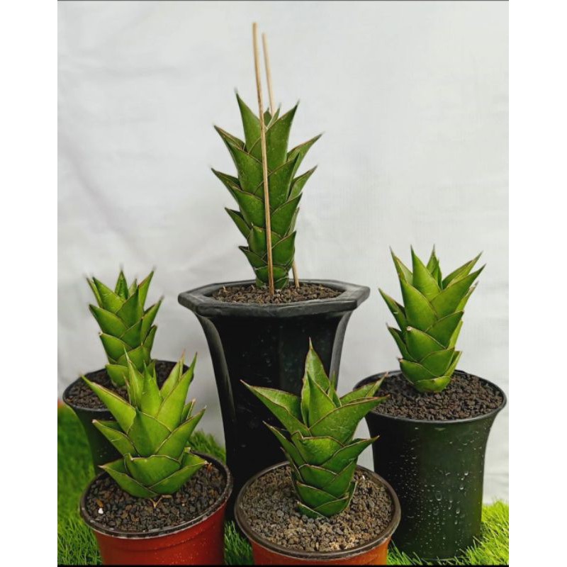 SANSEVIERA HYBRID "TOWER"