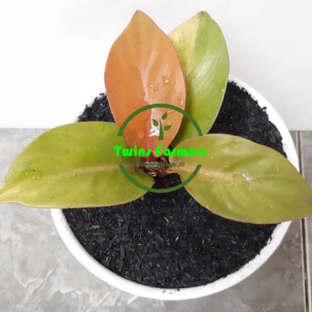 Tanaman Philo Orange Juice / Philodendron Orange Juice
