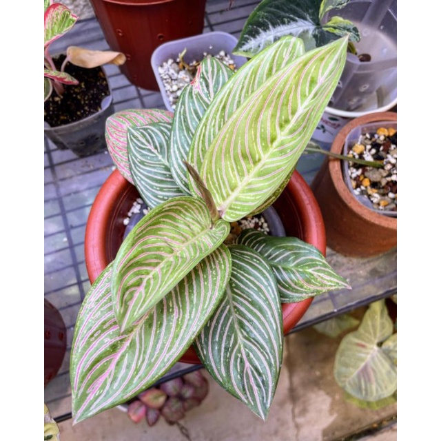 aglonema golden hope bonggol murah asli bibit bonggol