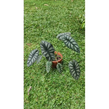 Alocasia silver dragon /dragon silver /alocasia tengkorak