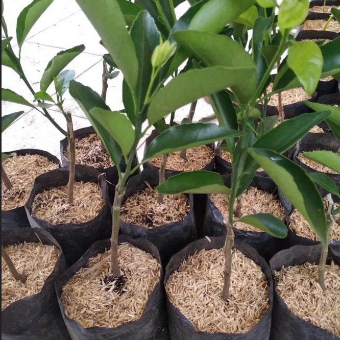 Bibit Jeruk Santang Madu Pekanbaru