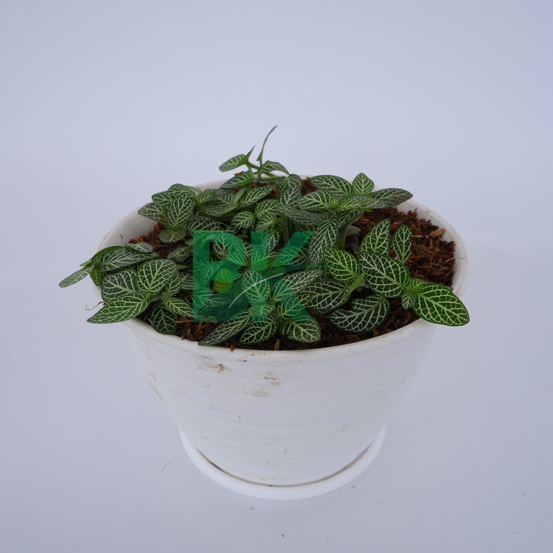 (BISA COD) Fittonia mini white / pitunia putih /pitonia putih - BAKUL KEMBANG