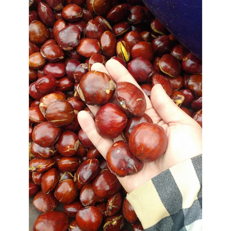 

Jengkol Tua 500gr