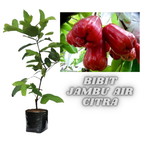 tanaman bibit jambu air citra merah || Jambu Air Merah