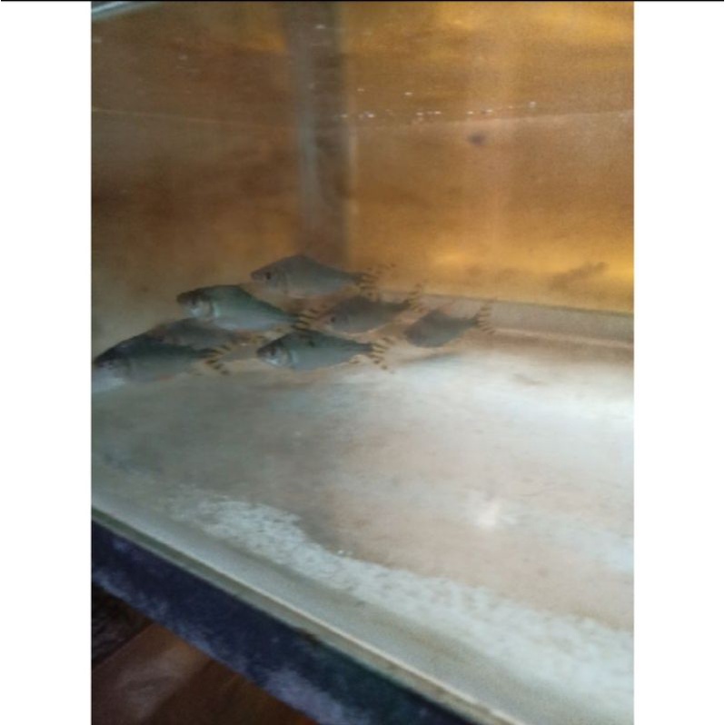 ikan yellow feifeng/yff