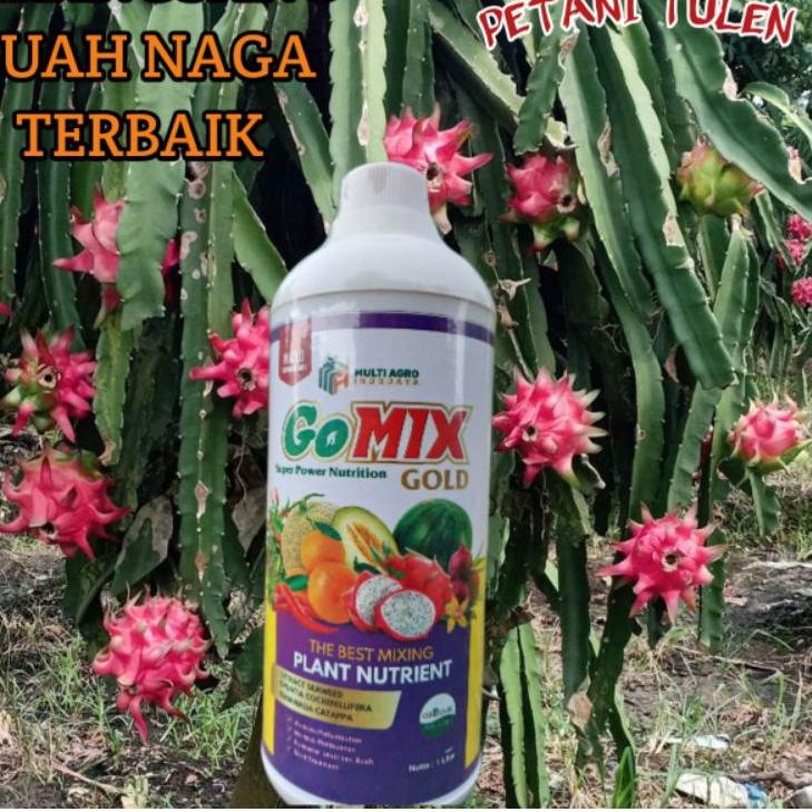 perangsang buah naga gomix gold 
