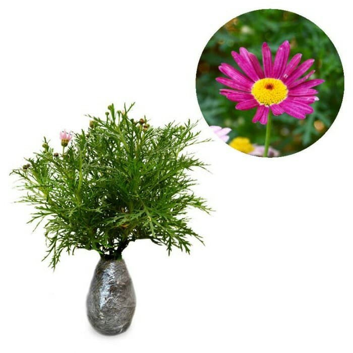

tanaman bunga cosmos lovely pink