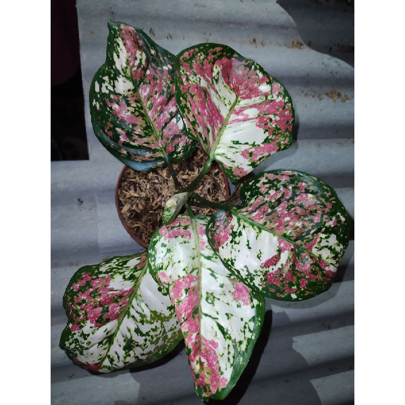 aglonema tri color aglonema murah aglo tiga warna aglonema tri color aglonema murah aglo tiga warna