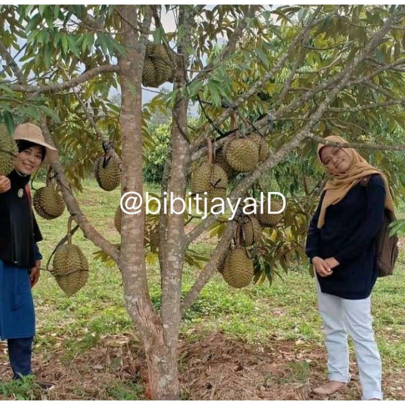 Bibit Durian Pelangi Kaki 3 Cepat Berbuah