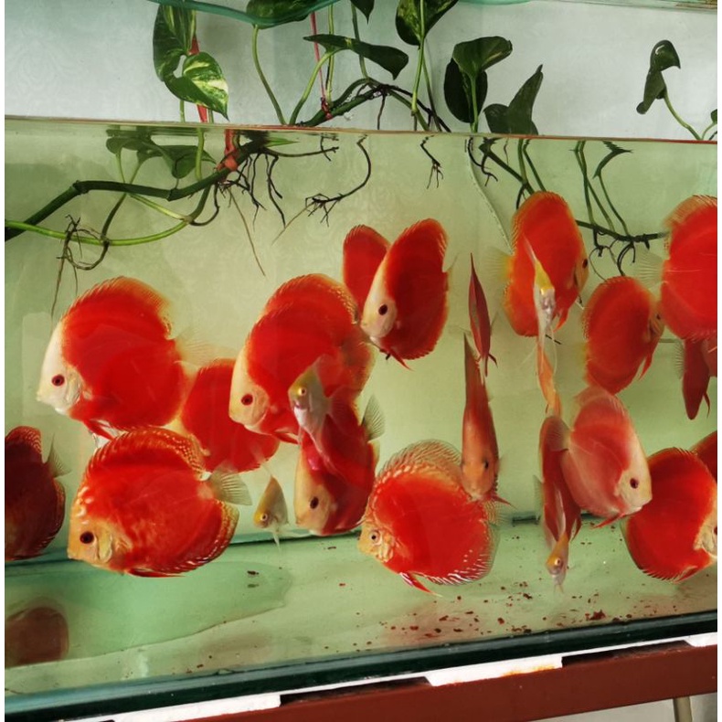 discus Red Melon 4 inc up badan bulat gempal grade bagus liat foto sj