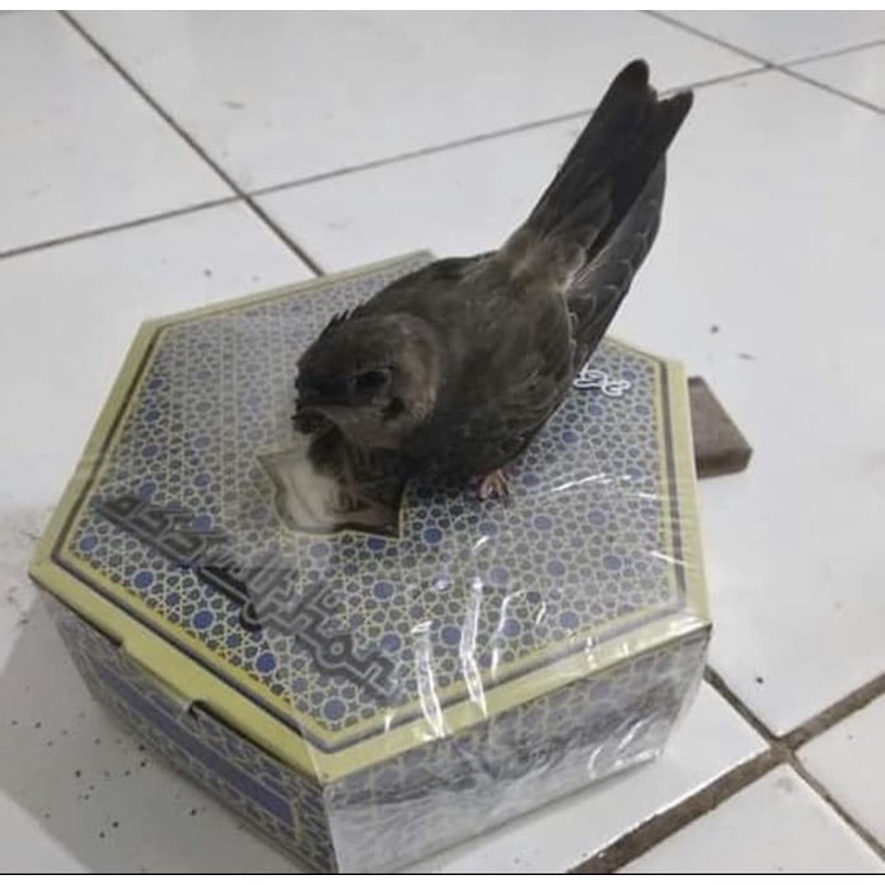 Dupa Walet Walet Asli 100 persen / candu walet /parfum walet / dupa walet Assulthon Original Asli / 