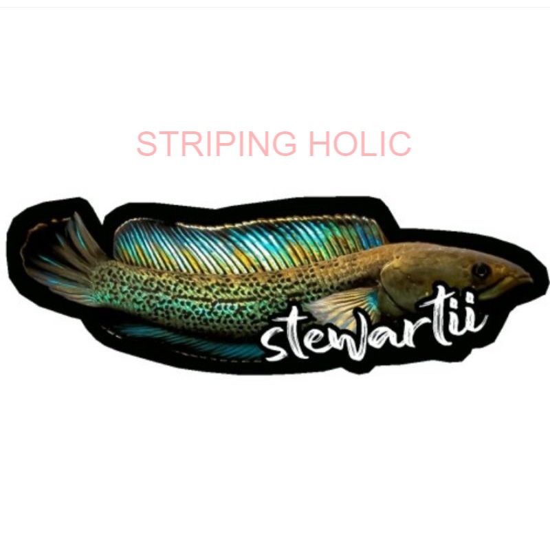 STICKER CHANNA STEWARTII TERMURAH