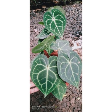 kuping gajah tarantula